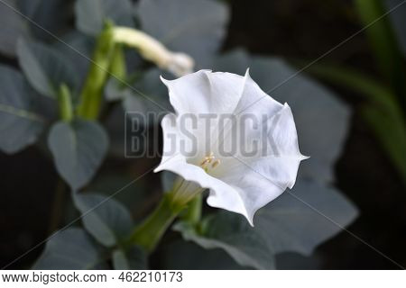 White Large Datura Flowers In A Dark Garden In Summer. Beautiful Snow-white Flowers Of Datura. Beaut