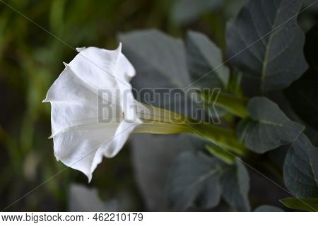 White Large Datura Flowers In A Dark Garden In Summer. Beautiful Snow-white Flowers Of Datura. Beaut