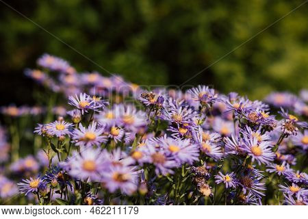 Purple And Purple Flowers With A Yellow Middle In The Summer Season