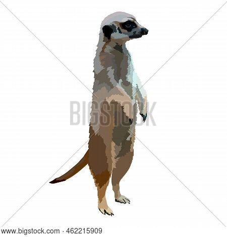 Mongoose Colored Drawing, Realistic. Vector Illustration Wild Animal.