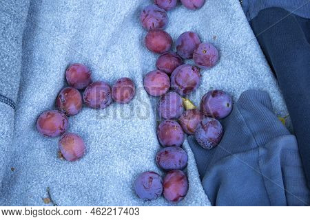 Fresh Plum On The Hoodie. Harvesting A Fresh Crop