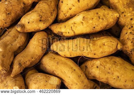 Ipomoea Batatas - Organic White Sweet Potatoes In The Market