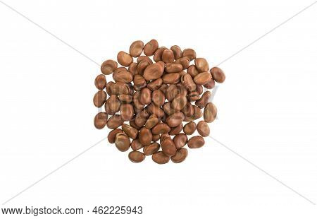 Faba Beans, Vicia Faba, Is A Species Of Vetch, A Flowering Plant Of The Family Fabaceae. Other Names