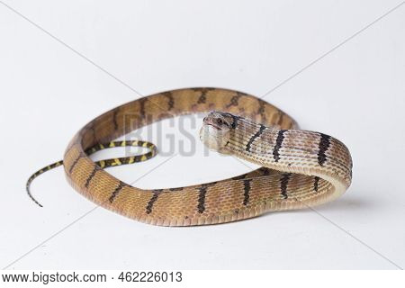 Boiga Cynodon, Commonly Known As The Dog-toothed Cat Snake Isolated On White Background