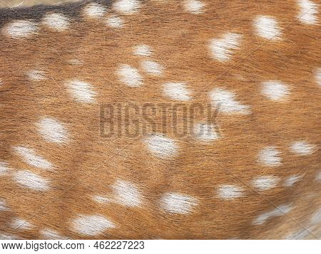 Surface Of The Spotted Deer Fur, Close Up. Speckled Reindeer Fur. Reddish Chital Hair Coat With Whit