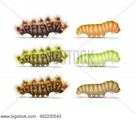 Vector Set Of Different Colorful Green, Orange, Brown, Furry And Smooth Caterpillars Side View Isola