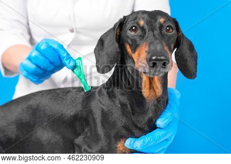 Treatment Of Dogs From Parasites In Vet. Doctor Hand In Glove Drips Flea Remedy On Withers Of Dachsh