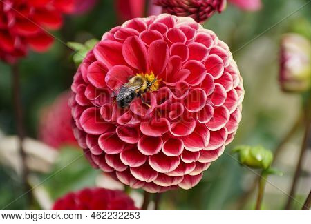 Close Up Of A Bee Pollinating A Red Laciniated Dahlia Flower