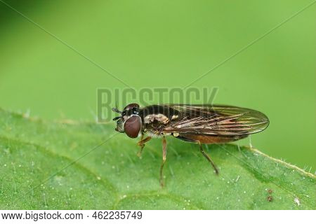 Closeup On A Shiny Small Hoverfly, Platycheirus Albimanus Sitting On A Green Leaf In The Garden