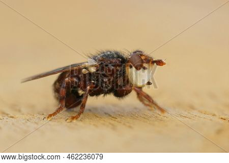 Detailed Lateral Closeup On Myopa Testacea , A Parasite Fly On Solitary Bees Sitting On Wood