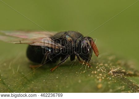 Detailed Closeup On The Small Metalic Green Plant Parasite Wasp, Perilampus Aeneus Sitting On A Gree