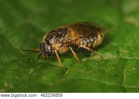 Detailed Closeup On An Adult Plant Pest Sawfly Gilpinia Frutetorum Infecting Spruce Plantations