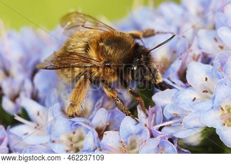 Closeup On A Female Airy-footed Flower Bee, Anthophora Plumpies Sitting On A Blue Flower In The Gard