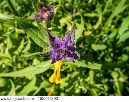 Close-up Of The Wood Cow-wheat (melampyrum Nemorosum) Flowering With Flowers In Yellow And Red Contr