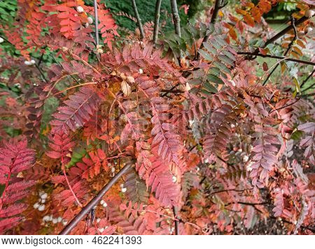 Koehne Mountain Ash (sorbus Koehneana) Turning It's Leaves Yellow And Later Bright Red And Bearing W