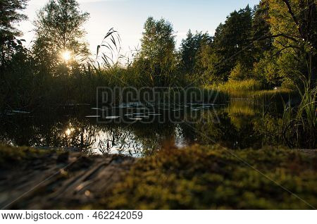 On A Lake In Sweden, With Water Lilies And Reeds. In The Background Forests And Blue Sky. Nature Sho