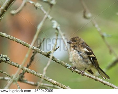 Chaffinch Young On A Branch In The Forest. Brown, Gray, Green Plumage. Small Songbird In Nature. Ani