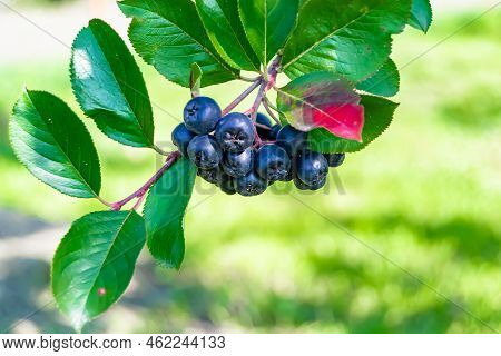 Photography On Theme Beautiful Berry Branch Aronia Bush