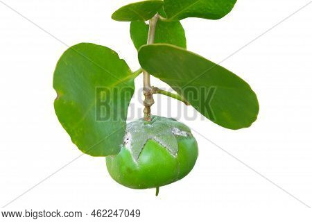 Pedada Fruit (sonneratia Caseolaris) On A White Background With A Clipping Path