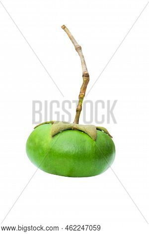 Pedada Fruit (sonneratia Caseolaris) On A White Background With A Clipping Path