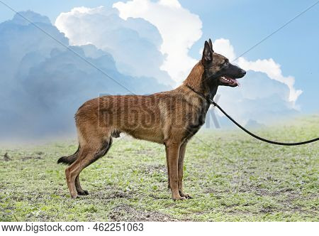 Young Belgian Shepherd Training In The Nature For Security