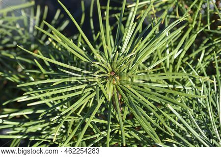 Japanese Umbrella Pine Branch In Thr Autumn