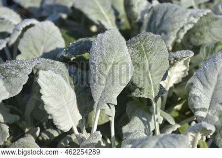 Shining-white Ragwort Leaves In The Garden In Spring