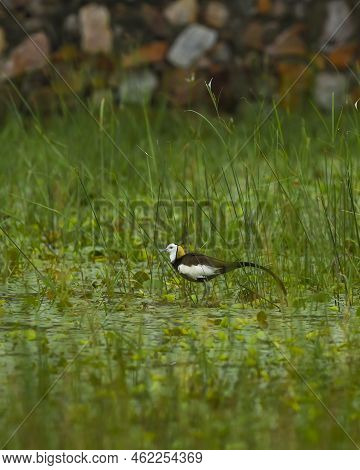 Pheasant Tailed Jacana Or Hydrophasianus Chirurgus In Natural Green Background During Monsoon Season