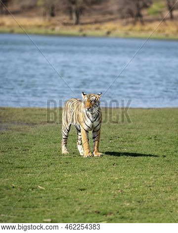 Wild Bengal Female Tiger Or Panthera Tigris Tigris At Natural Scenic Rajbagh Lake Ranthambore Nation