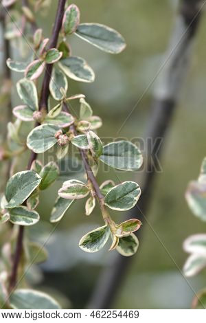 Swedish Cotoneaster Juliette Branch In The Spring