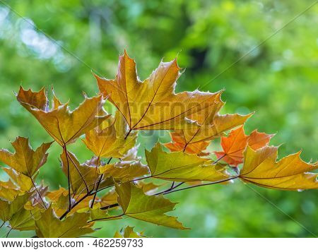 Tree Branch With Dark Red Leaves, Acer Platanoides, The Norway Maple Crimson King. Red Maple Acutifo