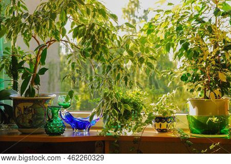 Ficus benjamina, commonly known as weeping fig, benjamin fig or ficus tree in a pot. The flower stands on the windowsill in a flowerpot. View through the window in the background.
