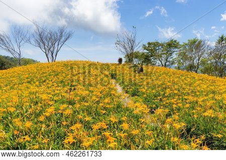 Orange day lily flower field in Taimali Kinchen Mountain in Taitung