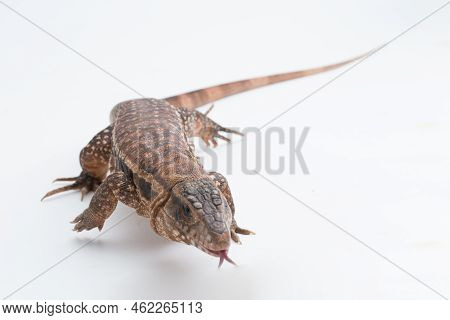 The Red Tegu Lizard Salvator Rufescens Isolated On White Background
