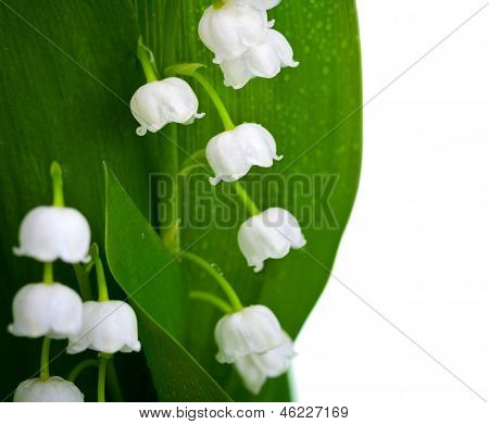 Lily z Dolina