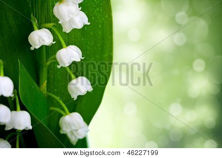 Lily z Dolina