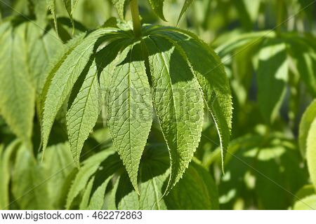 Endemic Veronicastrum From Sakhalin Island (russia) Leaves