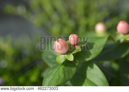 St Johns Wort Miracle Blossom Peachy Pink Berries