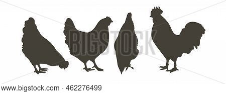 Chicken, Hen Bird. Poultry, Broiler, Farm Animal Feeding. Vintage Easter Card. Egg Packaging Design.
