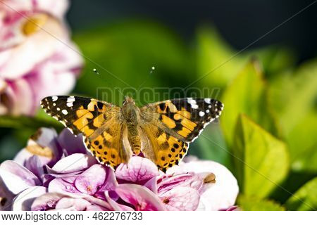 Tortoiseshell Butterfly Aglais Urticae On A Pink Hydrangea Flower Close Up. The Reddish Orange Butte