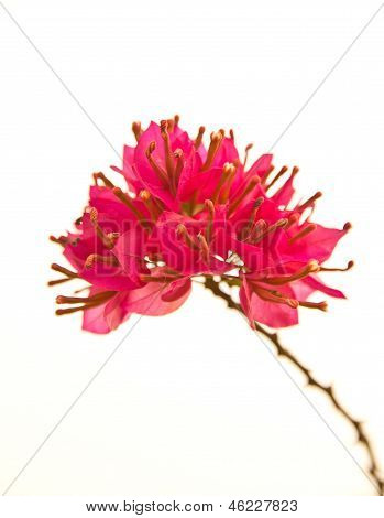 Bougainvillea Hybrida, Pink Paper Flower