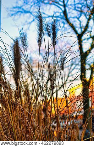 Den Haag, Netherlands - January 10 2002: reed stalks are put in a pot outside as decoration