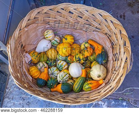 Many Miniature Gourds And Pumpkins Produce In Basket