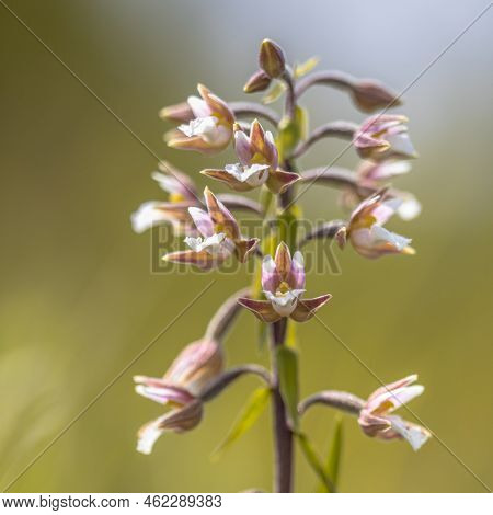 Marsh Helleborine (epipactis Palustris) Orchid Flowers Blooming With Bright Colored Green Background