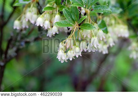 Redvein Enkianthus, Enkianthus Campanulatus