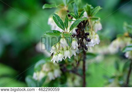 Redvein Enkianthus, Enkianthus Campanulatus