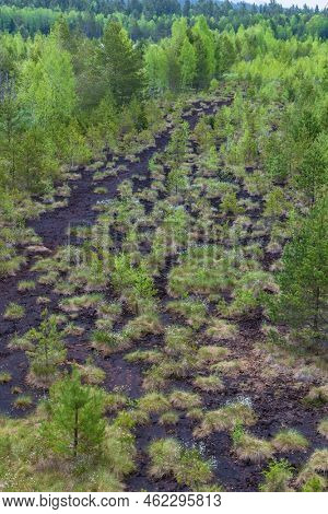 Peat bog near Soumarsky most (Soumarske raseliniste), Nation park Sumava, Czech Republic