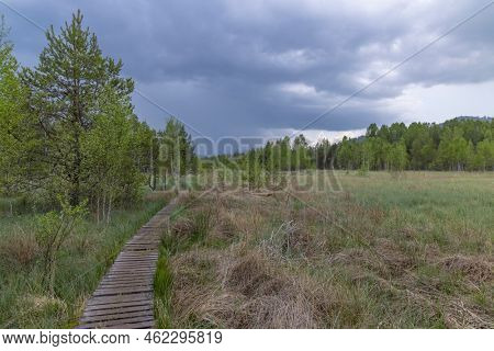 Peat bog near Soumarsky most (Soumarske raseliniste), Nation park Sumava, Czech Republic