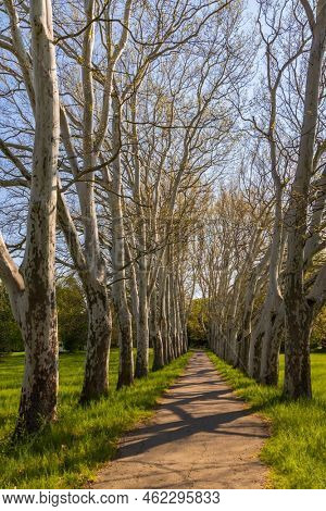 Plane alley in the castle park in Straznice, Southern Moravia, Czech Republic
