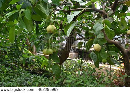 Guava Fruits. Myrtaceae Tropical Fruit Tree. The Fruits Are Edible, And The Leaves Contain Polypheno
